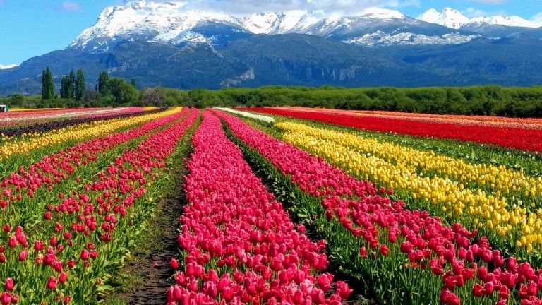 Se podrá volar en globo sobre el más imponente campo de tulipanes de Argentina